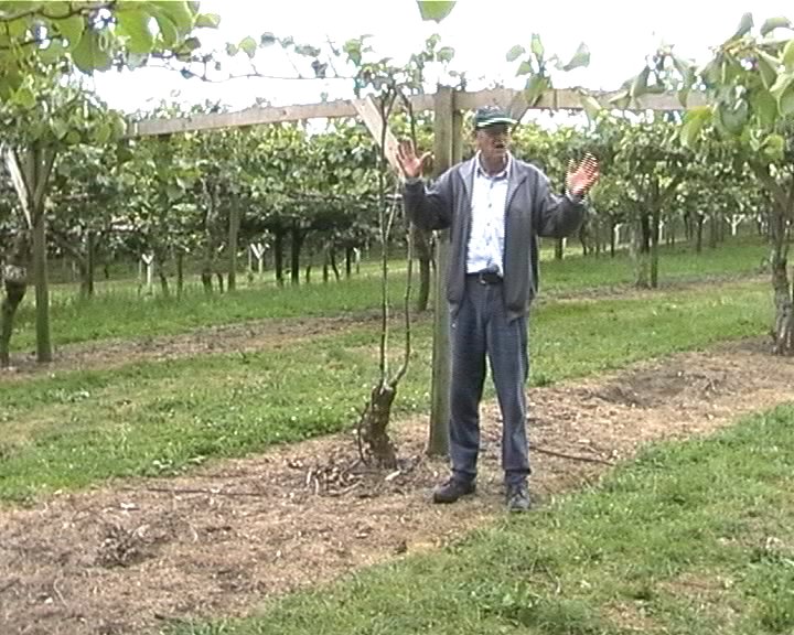 Kiwiplantage